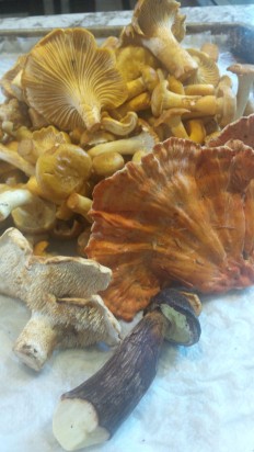 Mushroom foraging Tofino