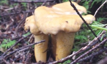wild mushrooms in Tofino