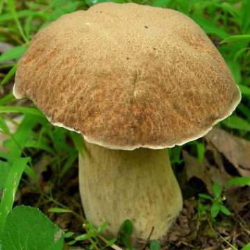 tofino mushroom forage