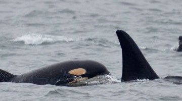 baby orca Long Beach Lodge Resort 