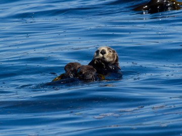 Tofino Sea Otter