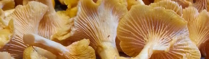 mushroom foraging Tofino