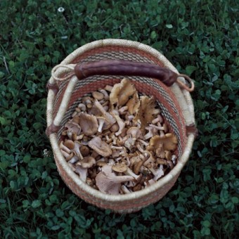 mushroom foraging Pacific Rim