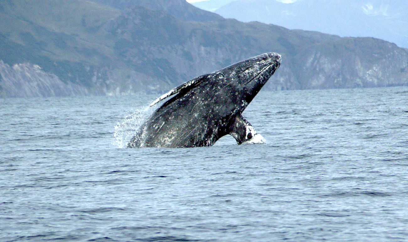 gray whales tofino