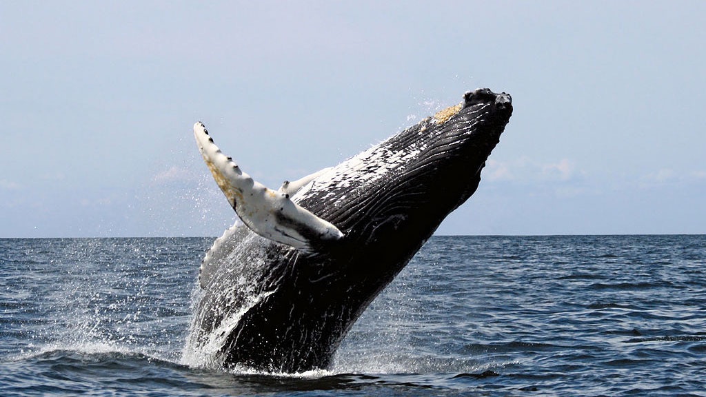 humpback whale tofino