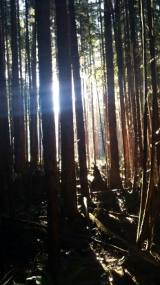 Mushroom forage forests of Tofino