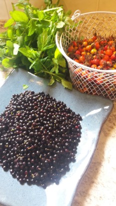 Foraging in Tofino