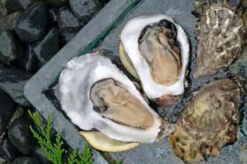 Tofino oysters