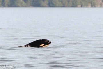 John Forde, Tofino Whale Society baby orca Tofino BC