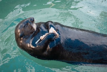 Tofino otter