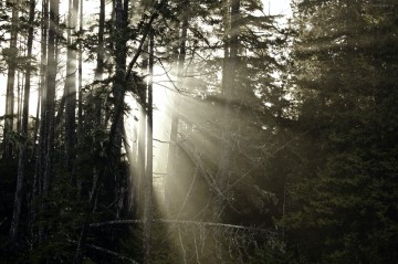 Tofino resort