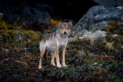 Pregnant female wolf photo credit: Josh Lewis