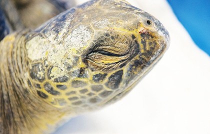 Tofino sea turtle