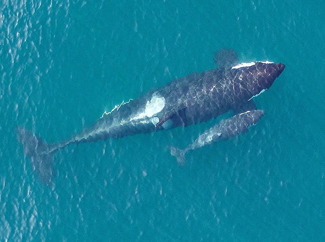 Centre for Whale Research baby orca Tofino