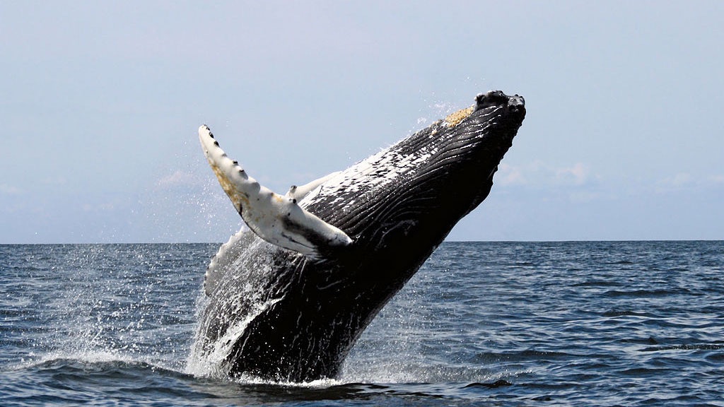 A humpback whale breaching Image source: Stellwagen Bank National Marine Sanctuary humpback whale tofino