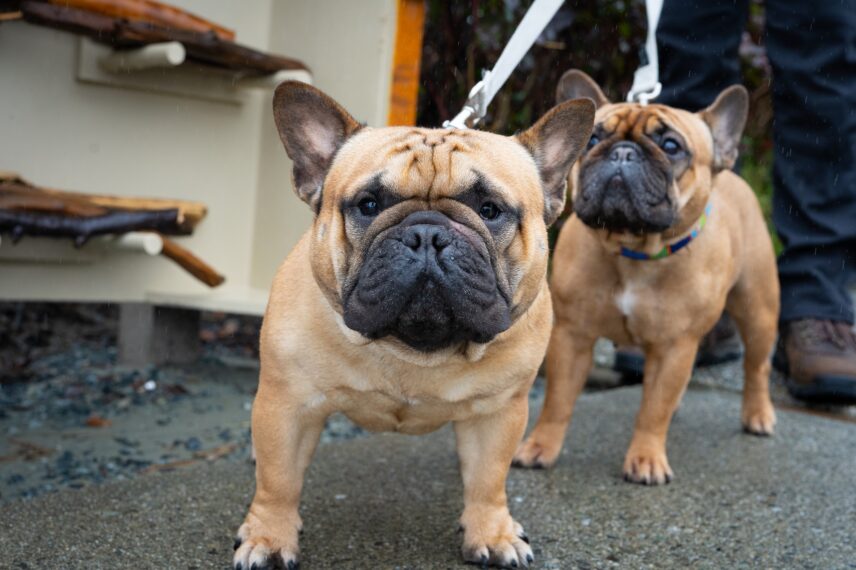 Two French Bulldogs in front of the stick library