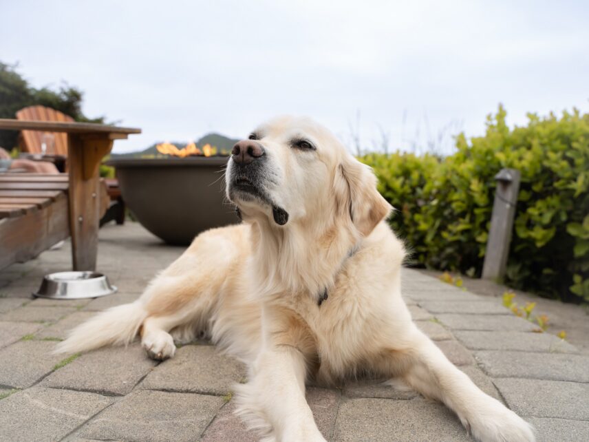Dog relaxing on our pet-friendly patio