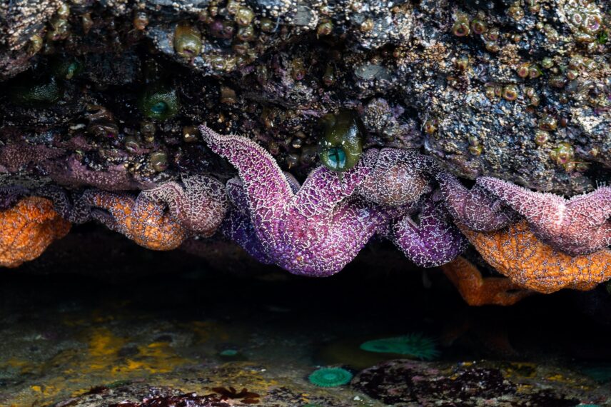 Tide Pools Cox Bay